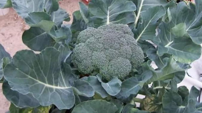 Masakan sayur tumis menjadi antara menu sayur yang enak dimakan dan mudah untuk disediakan. Dan antara menu sayuran yang digemari, adalah brokoli.1