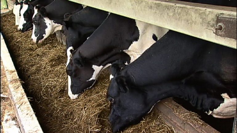 Daging Kambing Lagi Sihat Dari Lembu, Betul Ke Ini Jawapannya 3