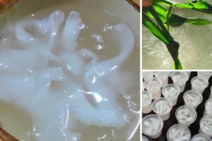 Resepi Jeli Kelapa Muda Guna Sukatan Cawan. Sedap & Sejuk Dimakan