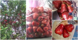 Tabur Garam Pada Pokok Jambu Air Waktu Tanam, Petua Buah Besar, Padat & Manis