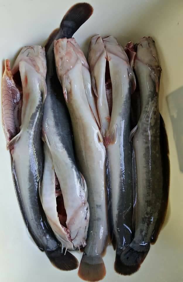 Cara Sebenar Siang Ikan Keli, Kena Buang Darah Beku Barulah Tak Hanyir & Berbau Ketika Makan8